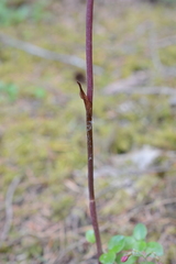 Corallorhiza maculata maculata