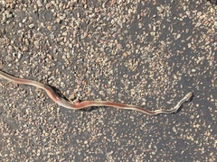 Masticophis taeniatus taeniatus