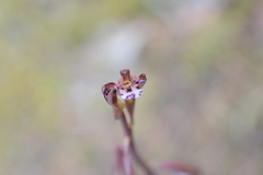 Corallorhiza maculata maculata