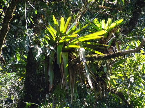 Image of Werauhia werckleana by (c) Alexis López Hernández, some rights reserved (CC BY)
