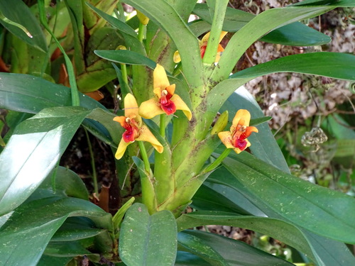 sturdy maxillaria (Maxillaria elatior)
