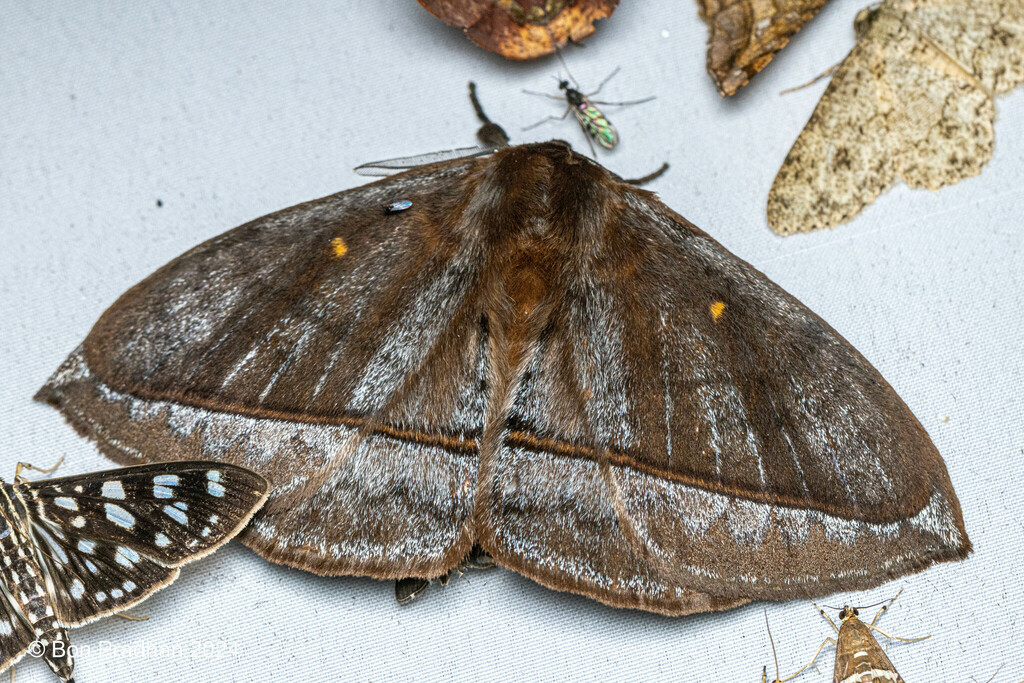 Tagora glaucescens