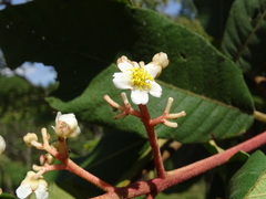 Saurauia madrensis, photograph (c) Alexis López Hernández, some rights reserved (CC BY)