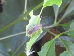 Thunbergia marginata