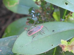 Thunbergia marginata