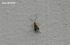 Nemophora staudingerella