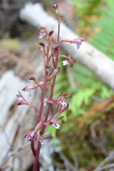 Corallorhiza maculata maculata