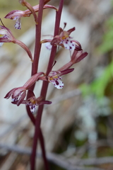 Corallorhiza maculata maculata