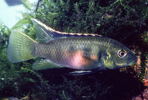 Blackdorsal cichlid (Benitochromis nigrodorsalis) — Cichlidae — 5