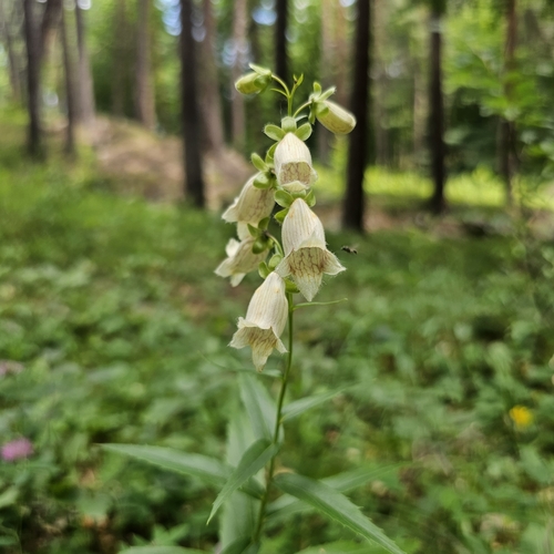 Digitalis ciliata, photograph 6