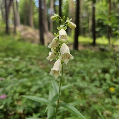 Digitalis ciliata, photograph (c) Юлия Захаренко, some rights reserved (CC BY)