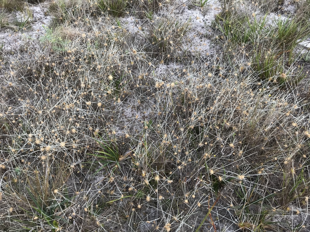 Leiothrix prolifera