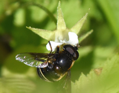 Eristalis cryptarum