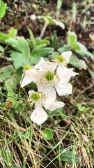 Anemonastrum polyanthes