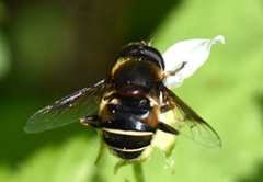 Eristalis cryptarum