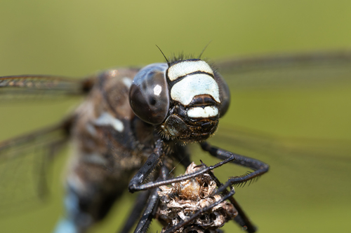 Azure Hawker