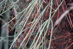 Retanilla ephedra