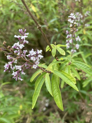 Image of Aloysia citrodora by (c) Nick Butcher, some rights reserved (CC BY)
