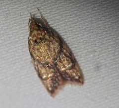 Lophopepla igniferella