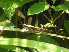 Stenocatantops mistshenkoi