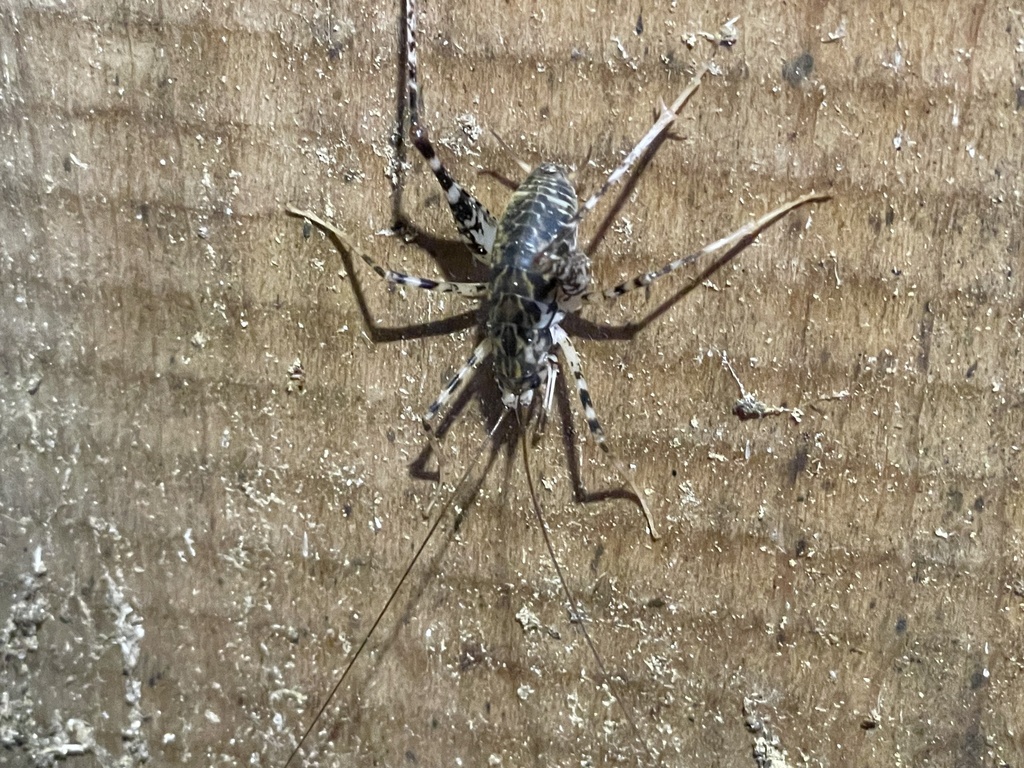 Diestrammena kurilensis