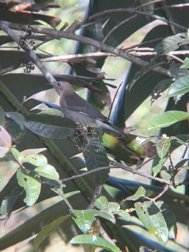 iNaturalist image