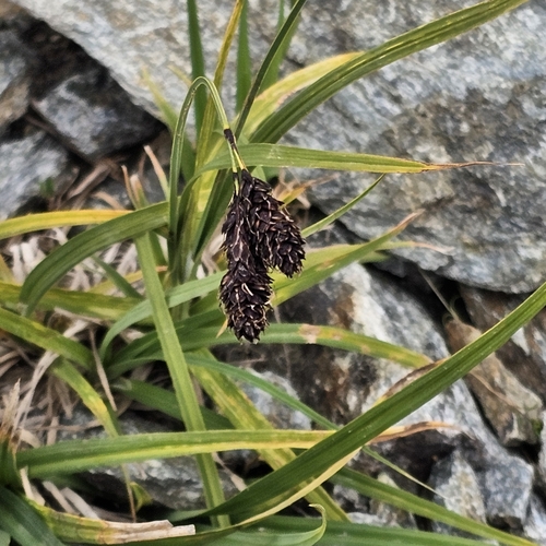 Carex aterrima (Carex aterrima)