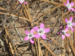 Gilia leptantha