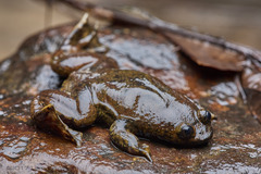 Bornean Flat-Headed Frog photo 3