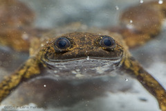 Bornean Flat-Headed Frog photo 1
