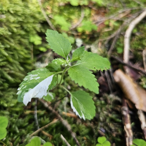 Clinopodium grandiflorum (Clinopodium grandiflorum)