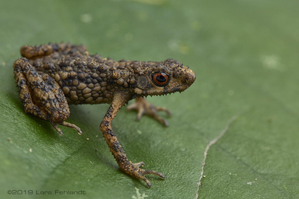 Bukit Kana Stream Toad