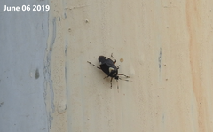 Deraeocoris sanghonami