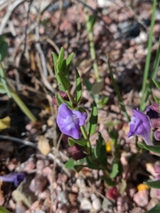 Scutellaria brittonii