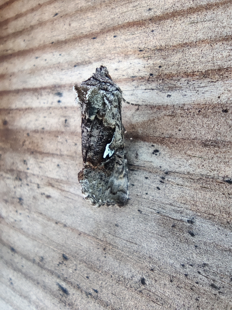Scarce Silver Y