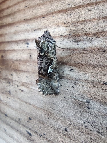 Scarce Silver Y