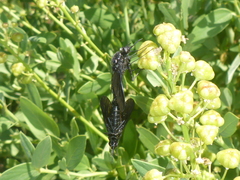 Thevenetimyia notata