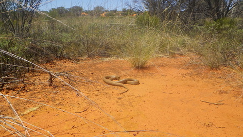 Western Desert Taipan
