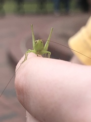 Conocephalus fasciatus
