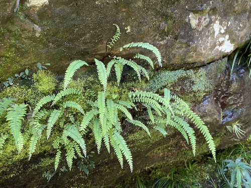 Osmolindsaea odorata iNat (3)