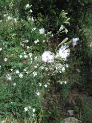 Silene longicilia