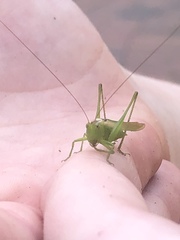 Conocephalus fasciatus
