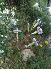 Silene longicilia