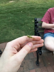 Conocephalus fasciatus