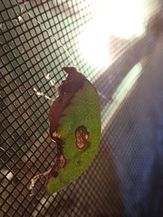 Pycnopalpa bicordata