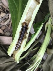 Papaipema nebris