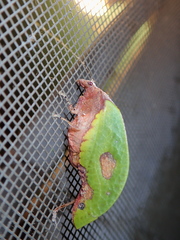 Pycnopalpa bicordata