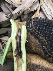 Papaipema nebris