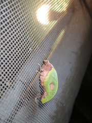 Pycnopalpa bicordata