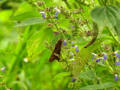 Eudaminae